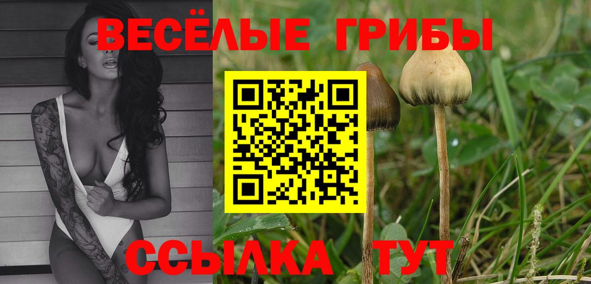 Псилоцибиновые грибы Psilocybe  Березники  Галлюциногенные грибы мухоморы 